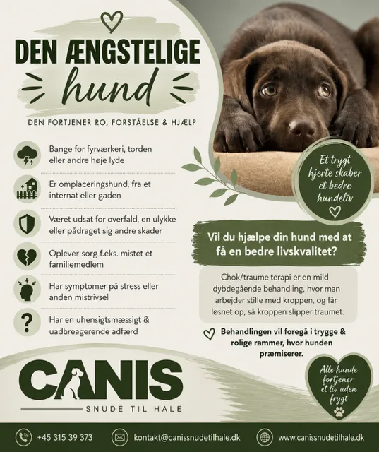 Den ængstelige hund – fordele ved kraniosakral terapi