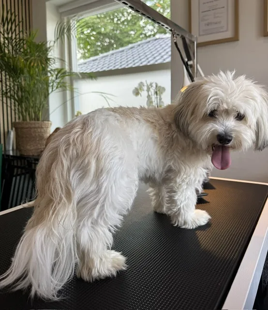 Hund før klipning (11)