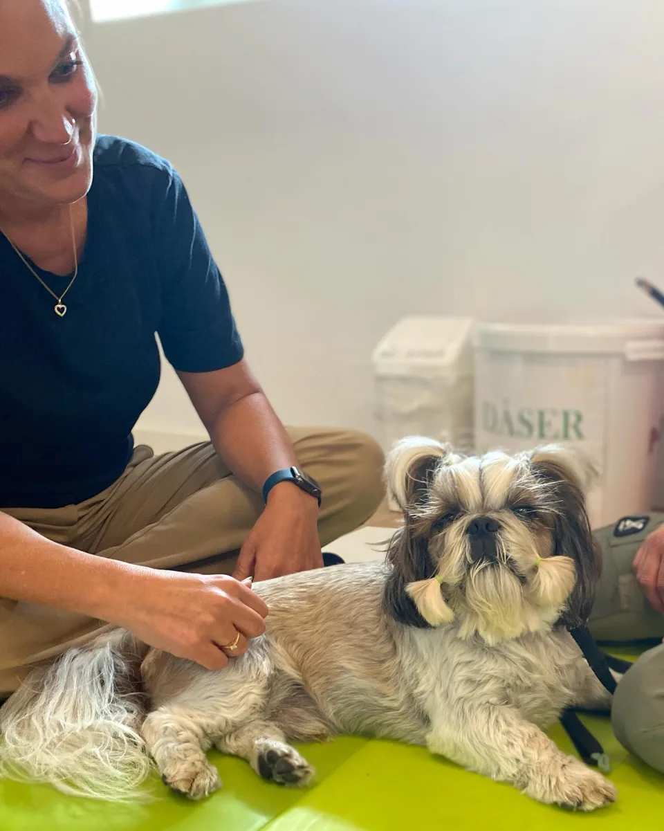 Kraniosakral behandling af en lille hund
