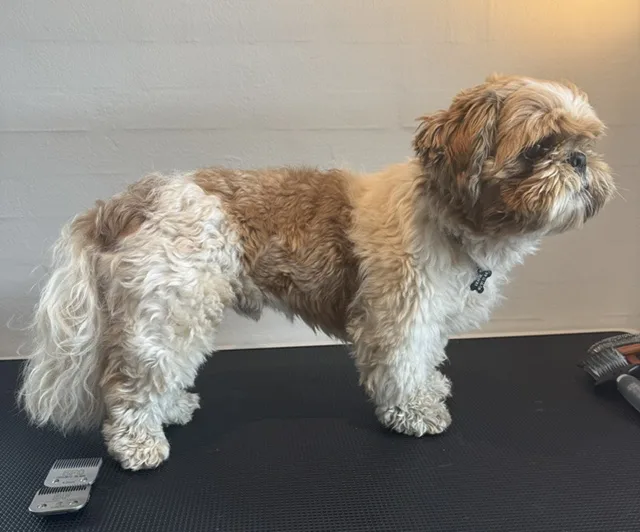 Hund før klipning (05)