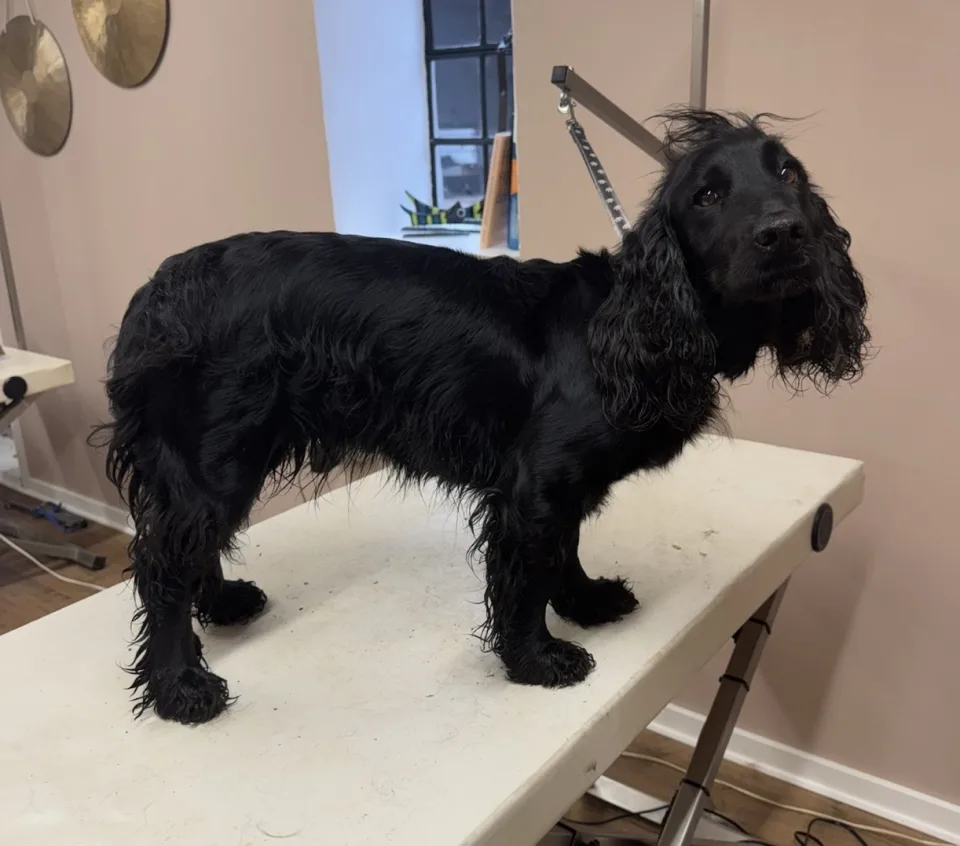 Hund før klipning (13)