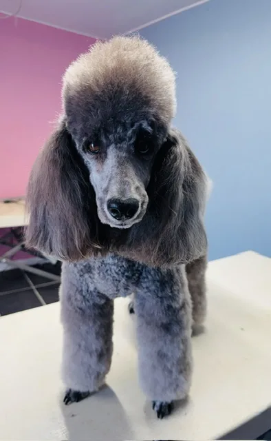 Hund efter klipning (07)