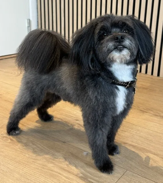 Hund efter klipning (09)
