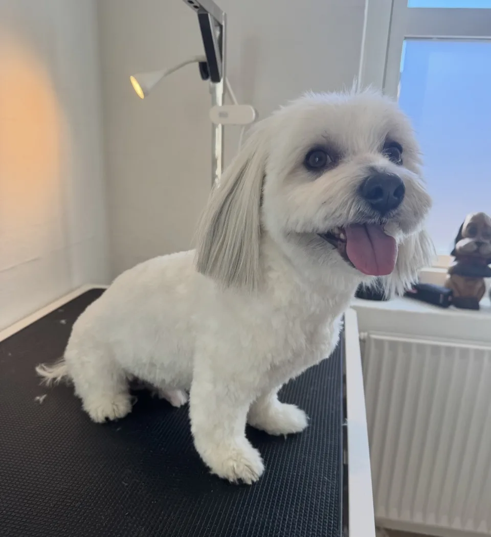 Hund efter klipning (04)