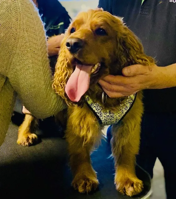 Hund under kraniosakral behandling