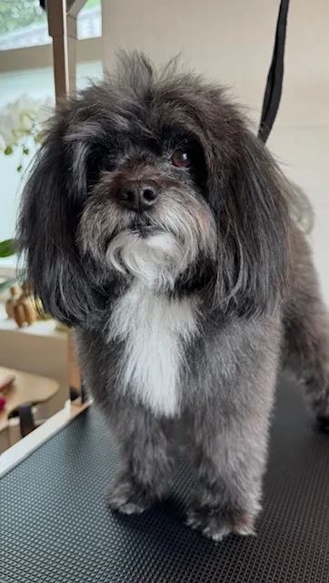 Hund før klipning (09)