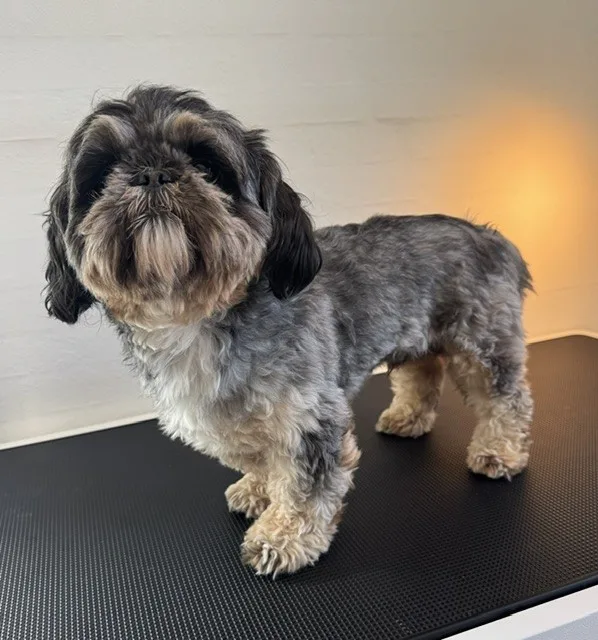 Hund før klipning (10)
