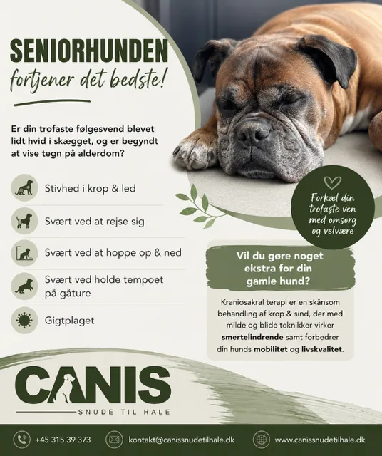 Seniorhunden – fordele ved kraniosakral terapi