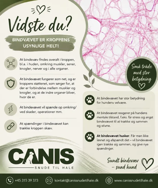 Vidste du? Bindevævet er kroppens usynlige helt