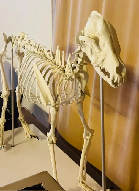 Hundeskelet i klinikken