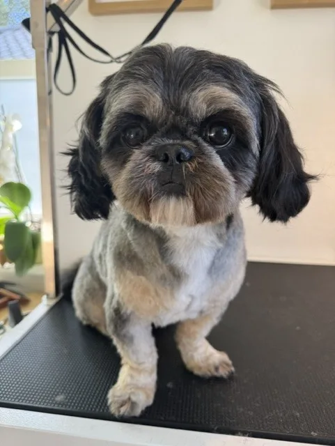 Hund efter klipning (10)