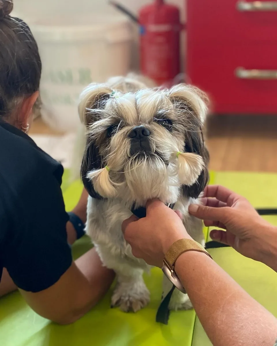 Rolig hund under behandling