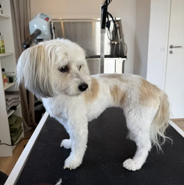 Hund efter klipning (11)