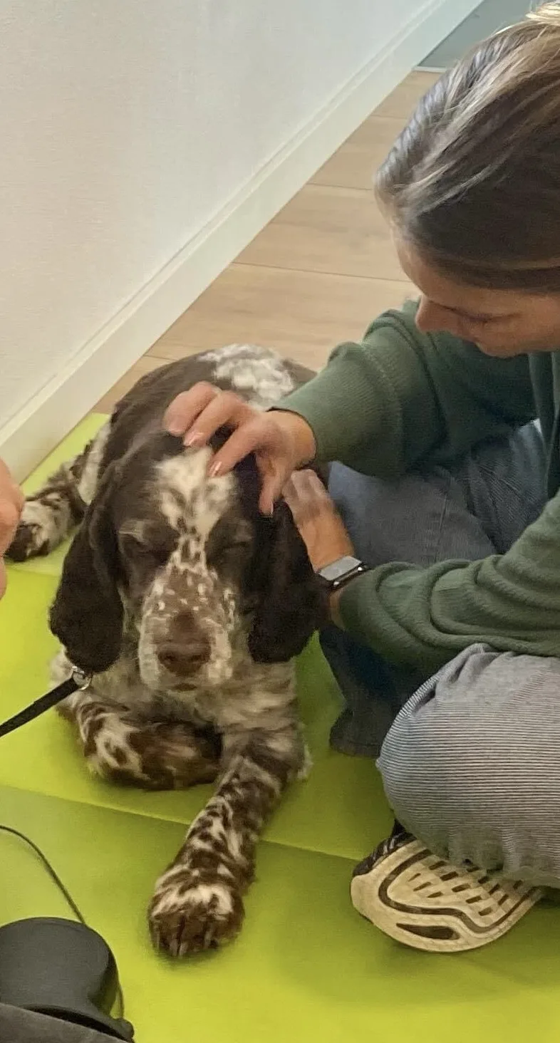 Hund under kraniosakral behandling