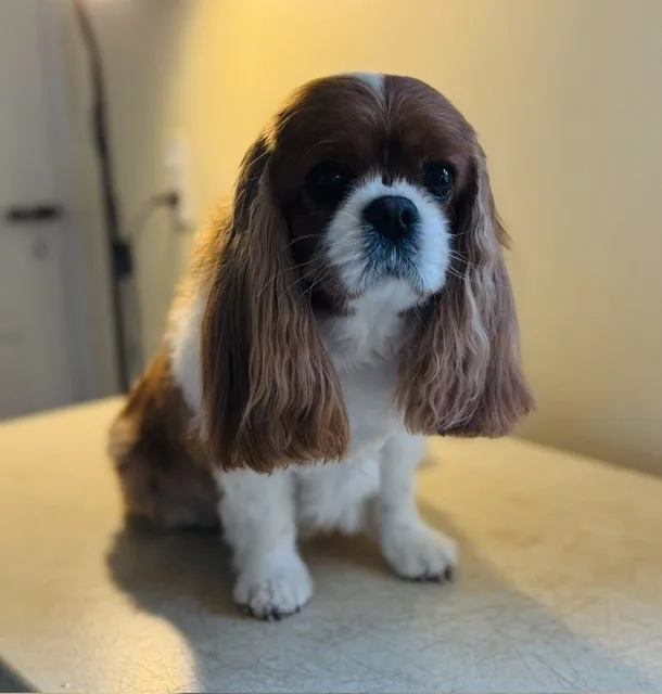 Hund efter klipning (03)