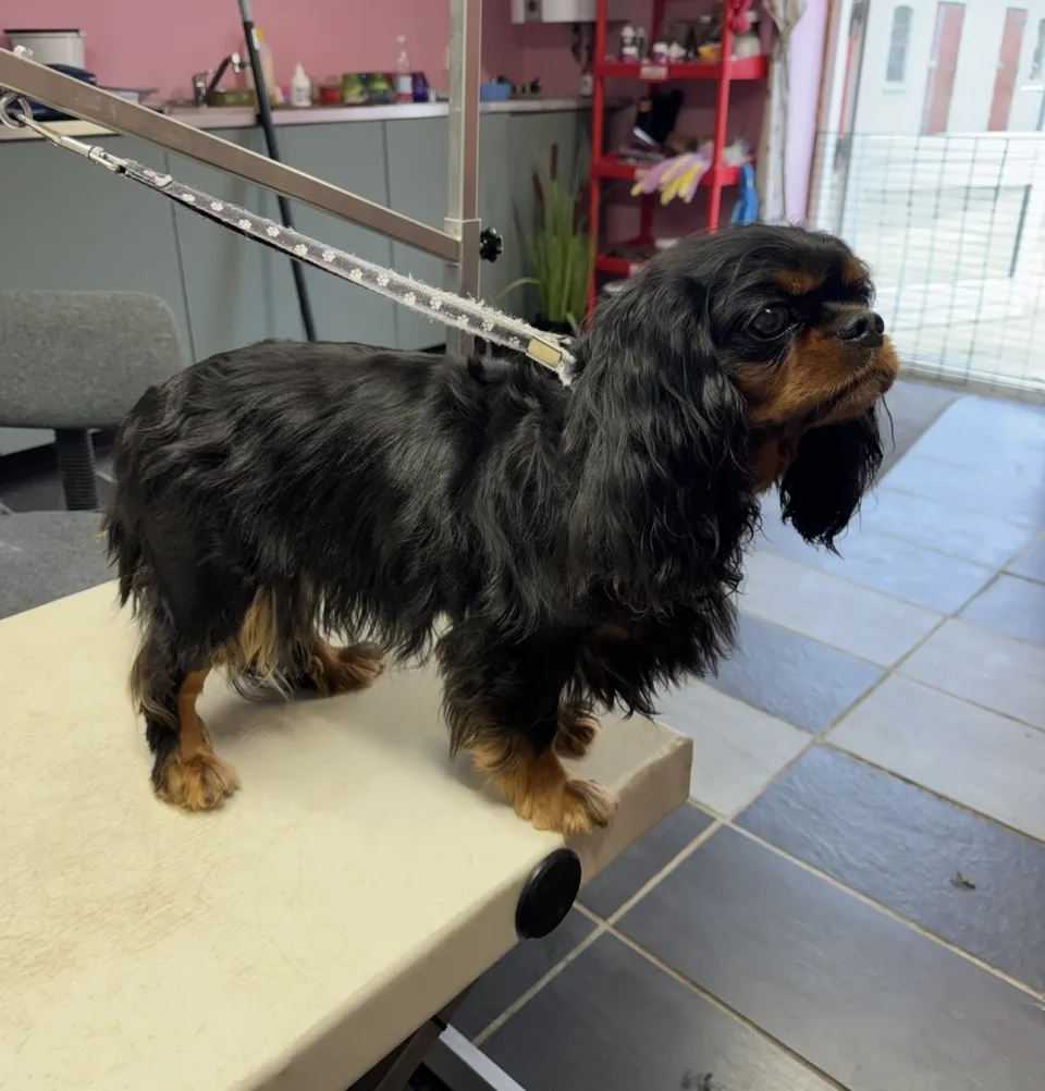 Hund før klipning (08)