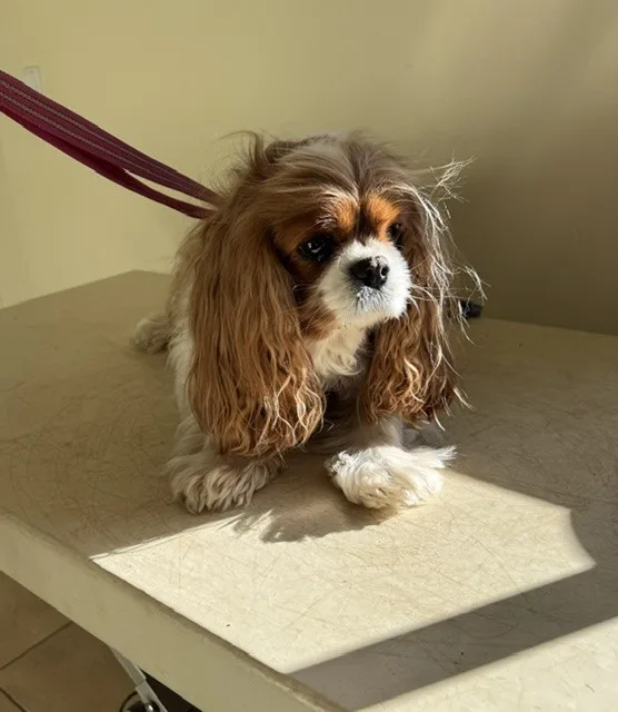 Hund før klipning (03)