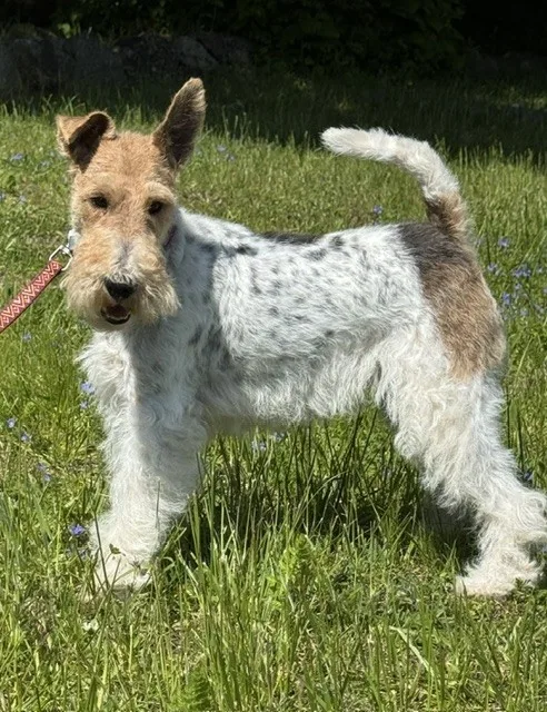 Hund efter klipning (06)