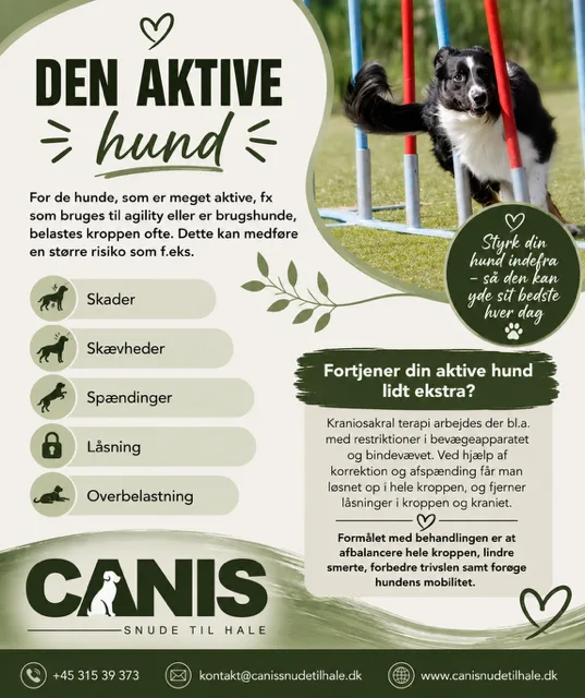 Den aktive hund – fordele ved kraniosakral terapi
