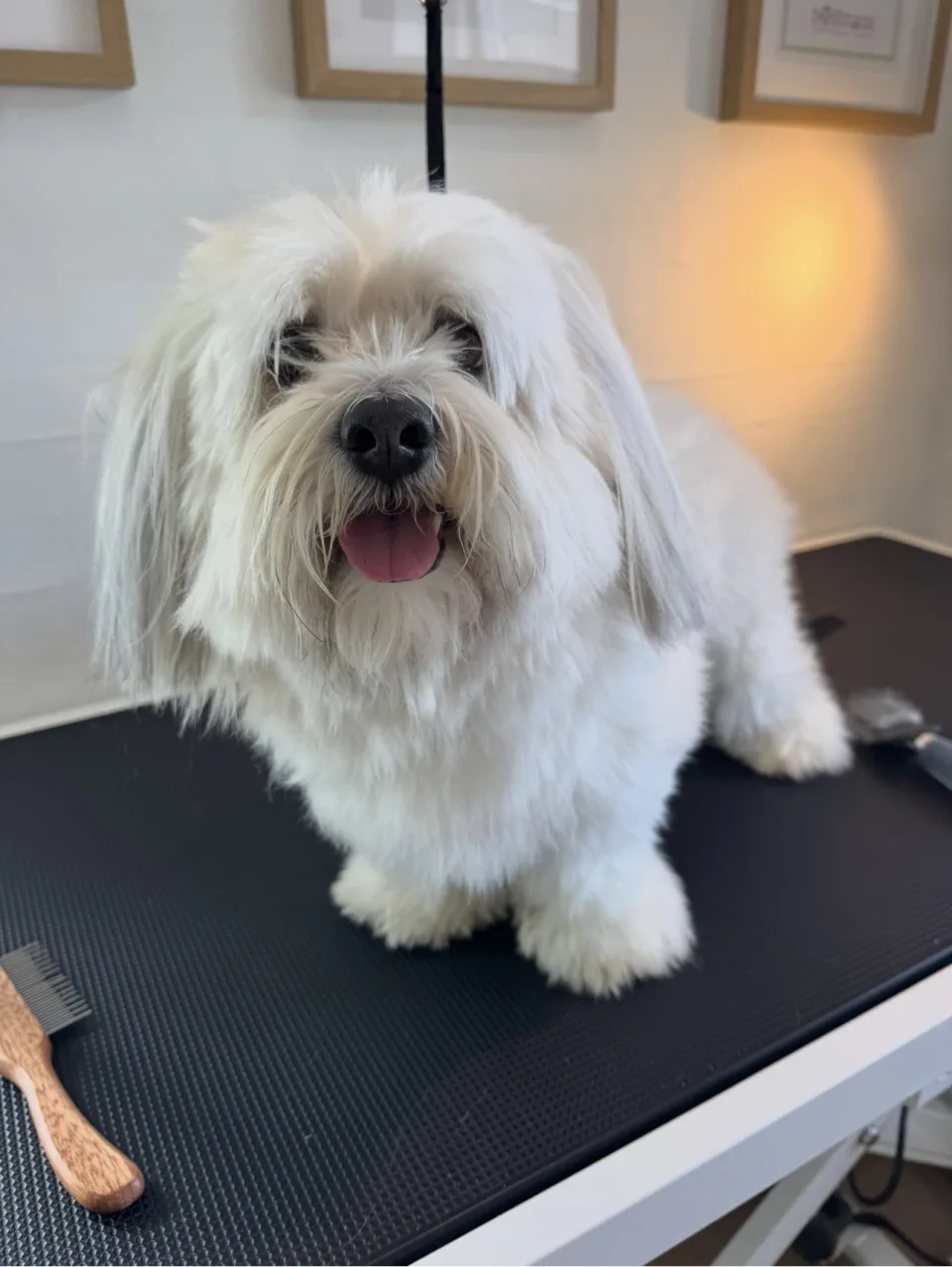 Hund før klipning (04)